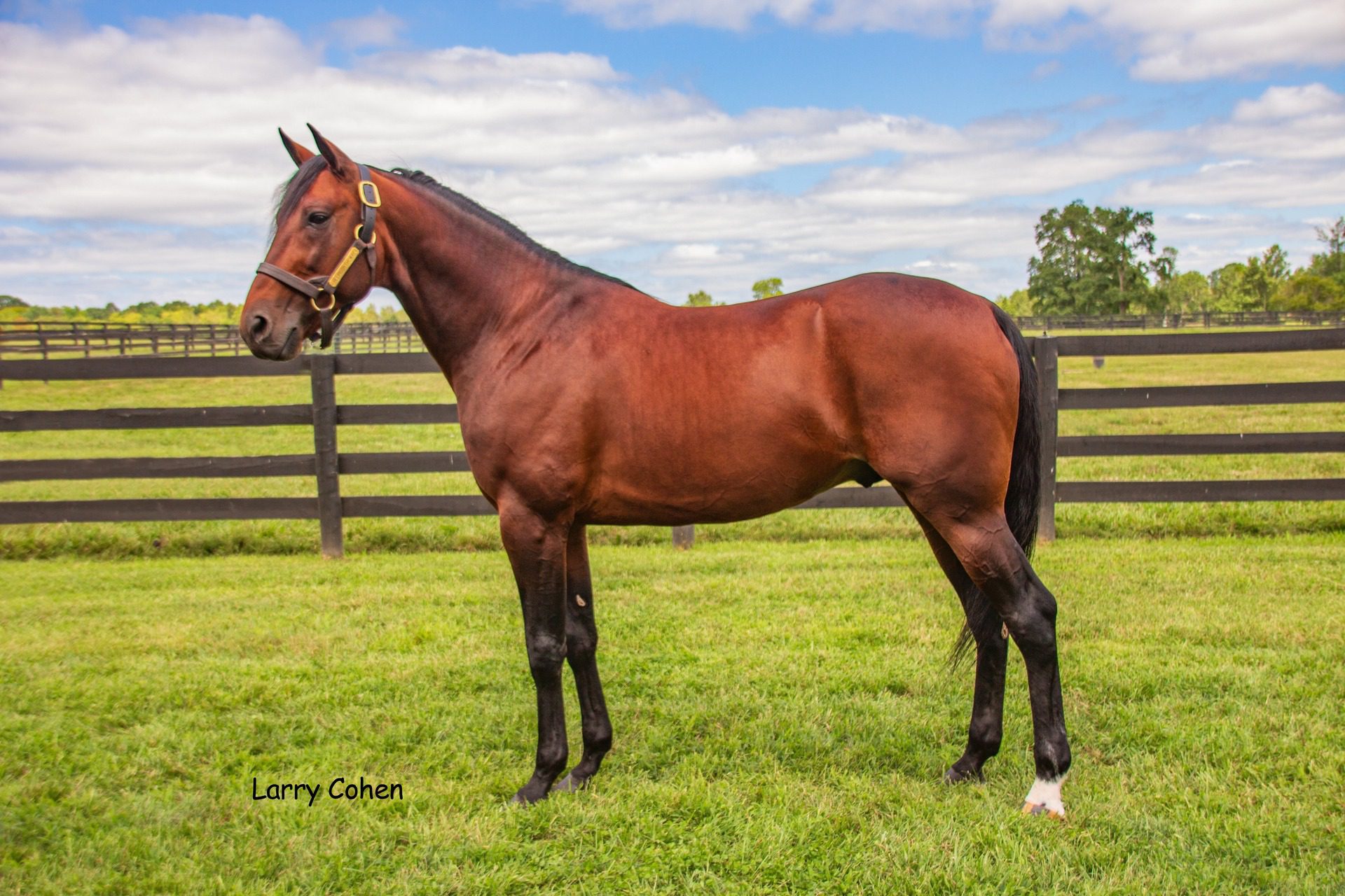 Brown horse standing in a grassy field.