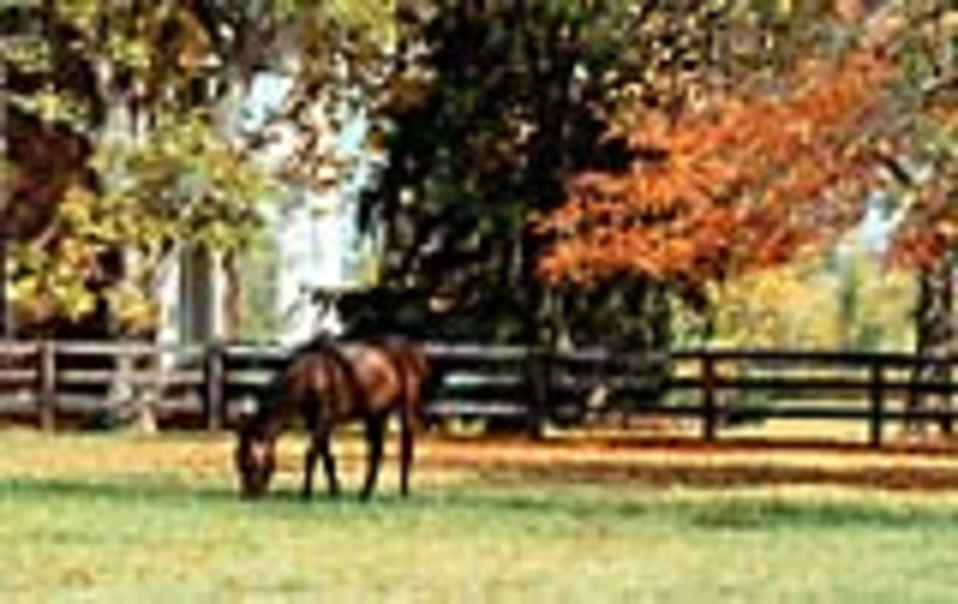 Horse grazing in a colorful autumn field.