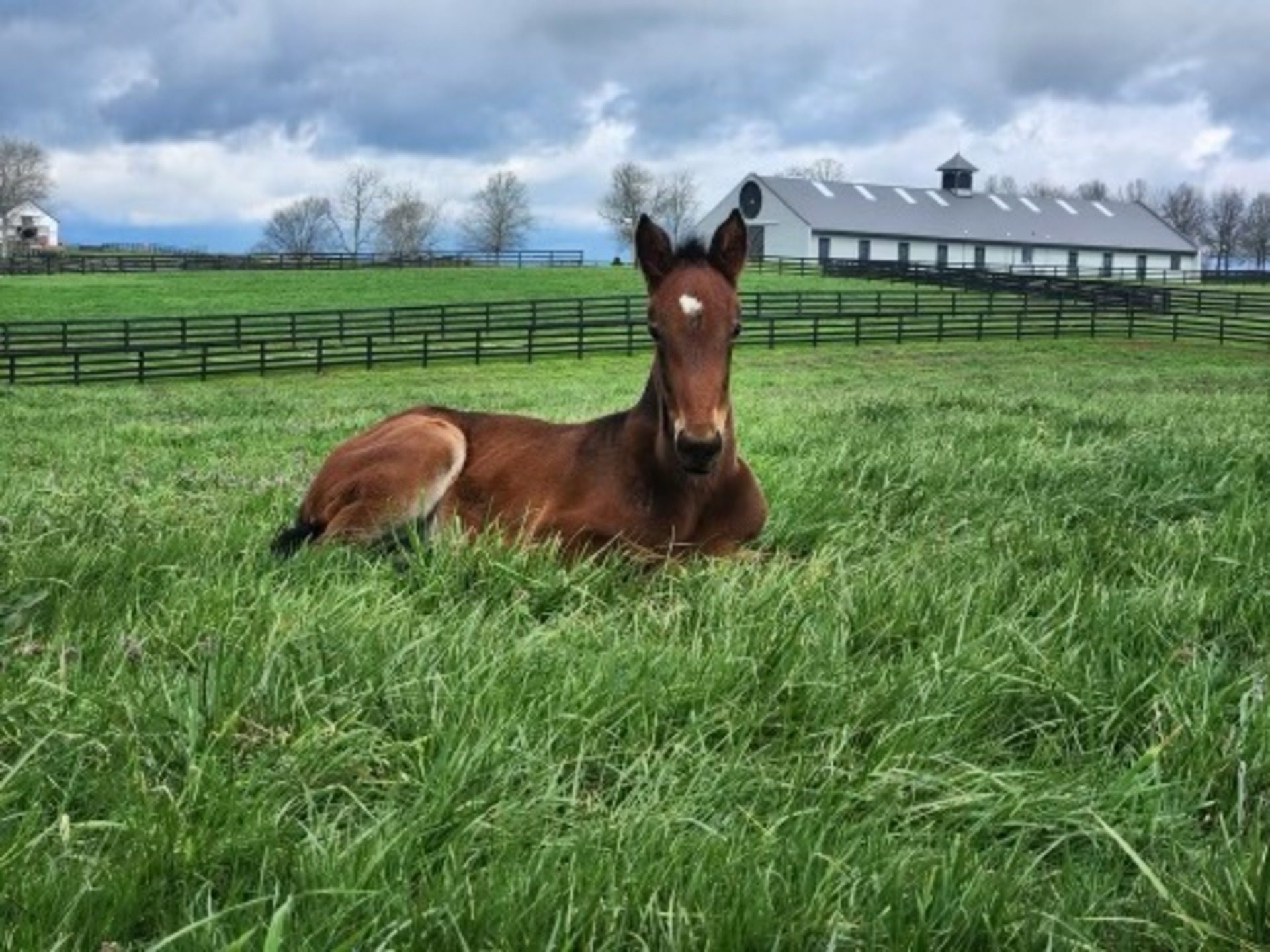 Foal resting in a grassy field.