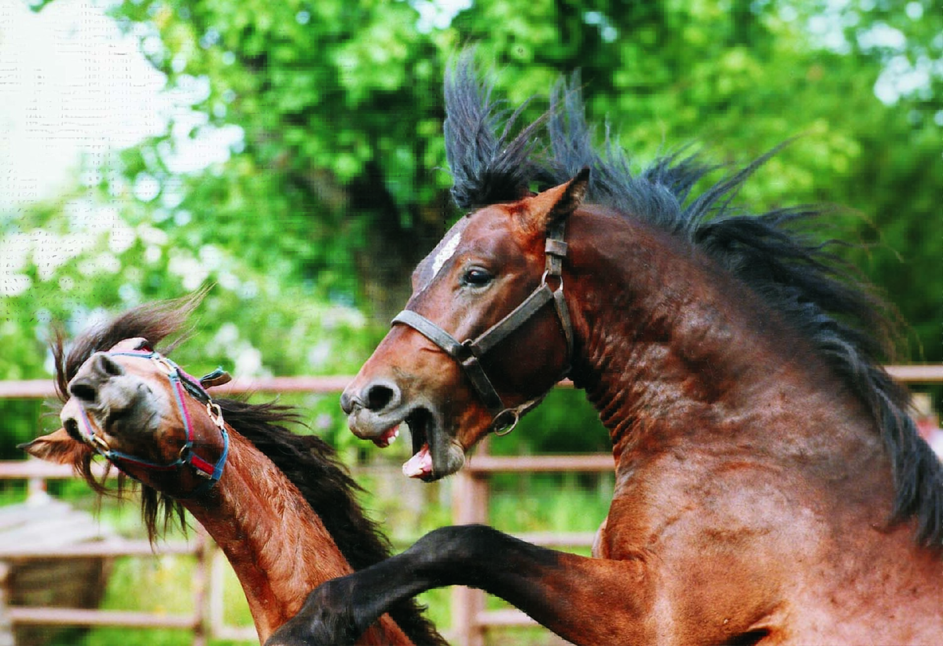 Two horses playfully interacting in a paddock.