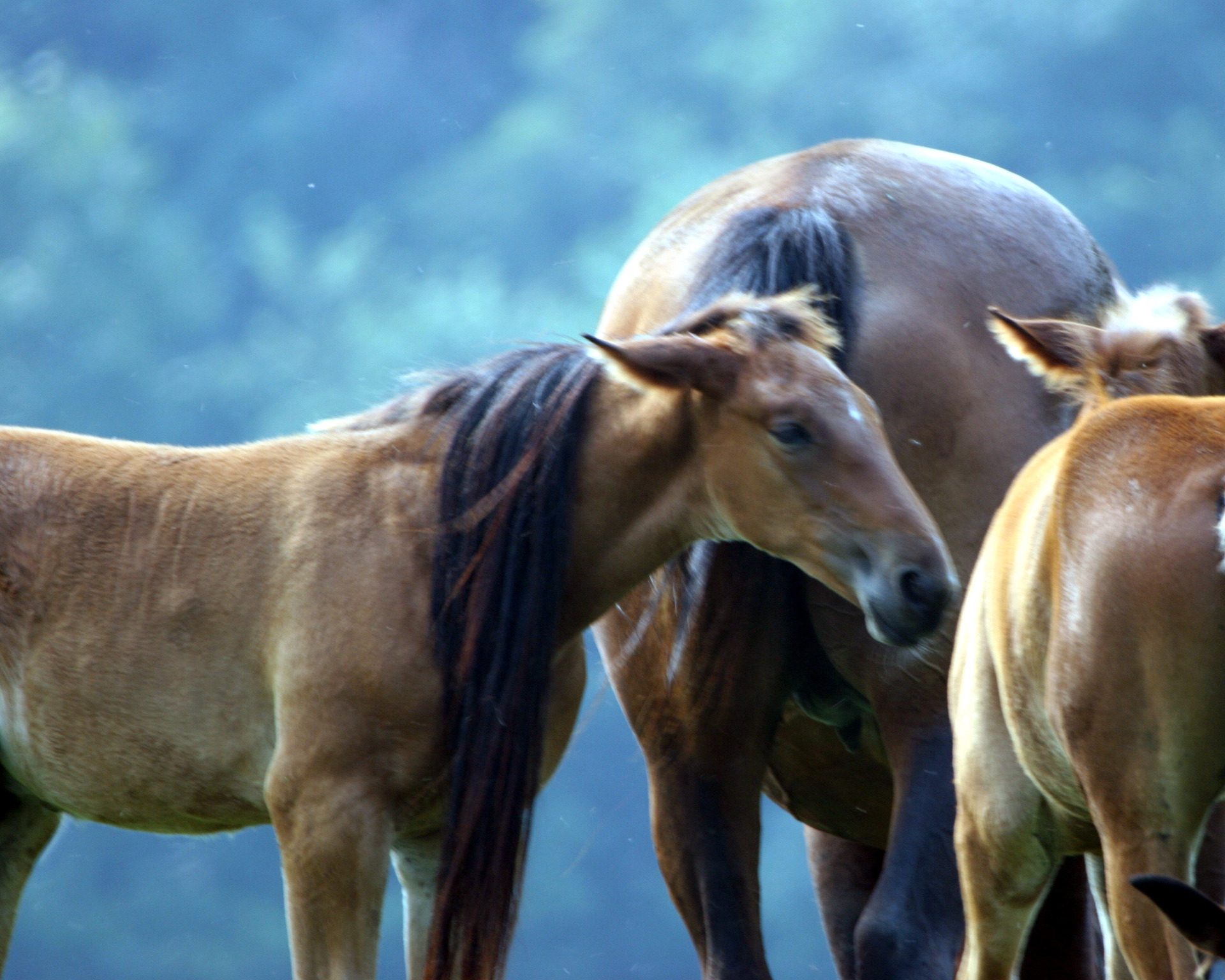 Horses grazing in a lush green field.
